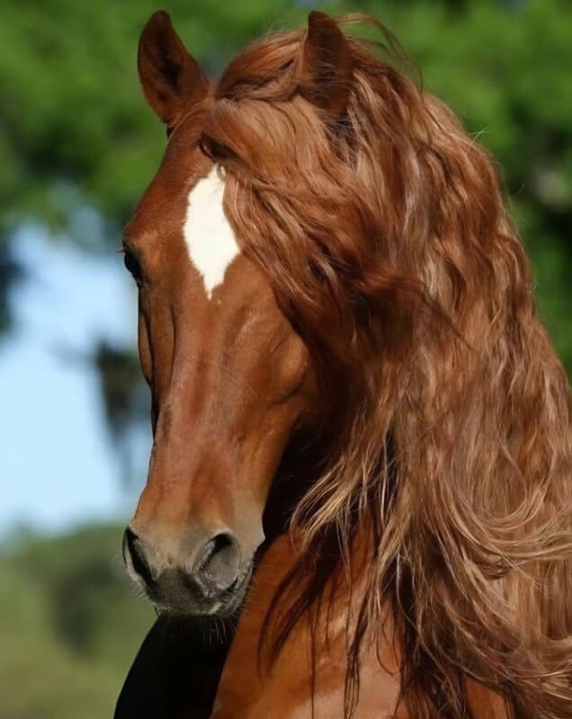 Во время похорон из леса появилась лошадь и бежала прямо к гробу: присутствующие были в шоке, узнав, зачем животное так делает