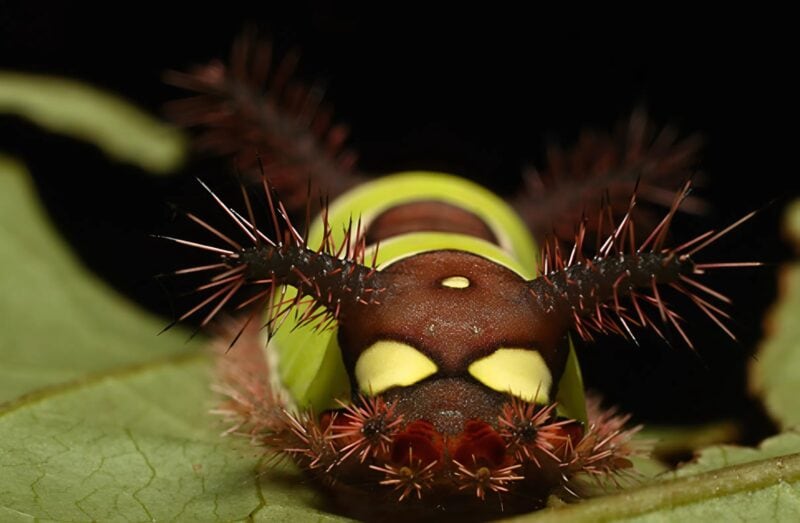 Zobaczyłem coś dziwnego na podłodze w domu i chciałem tego dotknąć, ale nagle zaczęło się ruszać: byłem przerażony, gdy zdałem sobie sprawę, że to 