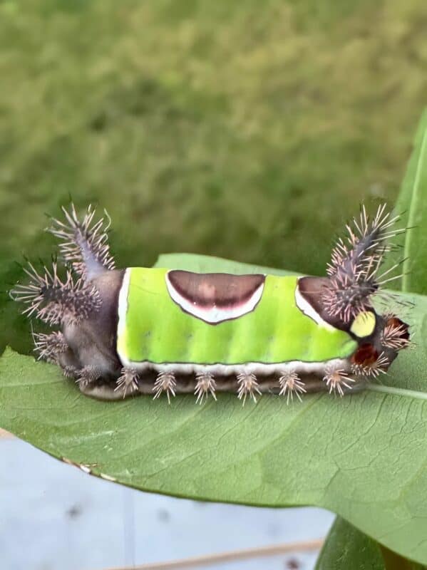 Zobaczyłem coś dziwnego na podłodze w domu i chciałem tego dotknąć, ale nagle zaczęło się ruszać: byłem przerażony, gdy zdałem sobie sprawę, że to 