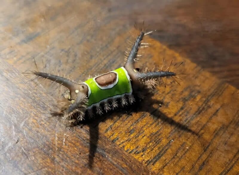 Zobaczyłem coś dziwnego na podłodze w domu i chciałem tego dotknąć, ale nagle zaczęło się ruszać: byłem przerażony, gdy zdałem sobie sprawę, że to 