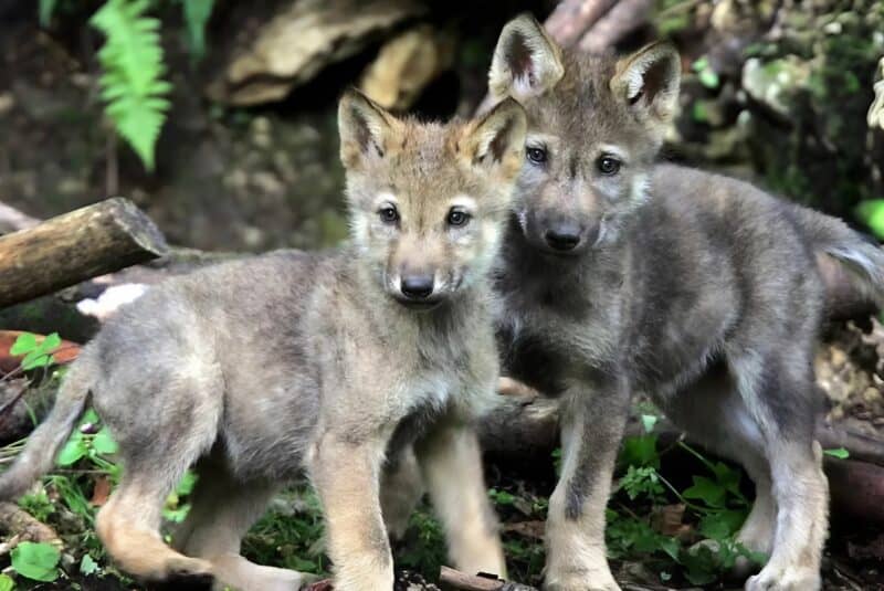 Молодая женщина по дороге домой заметила замёрзшую волчицу, а рядом с ней — маленьких волчат, которые дрожали от холода и страха