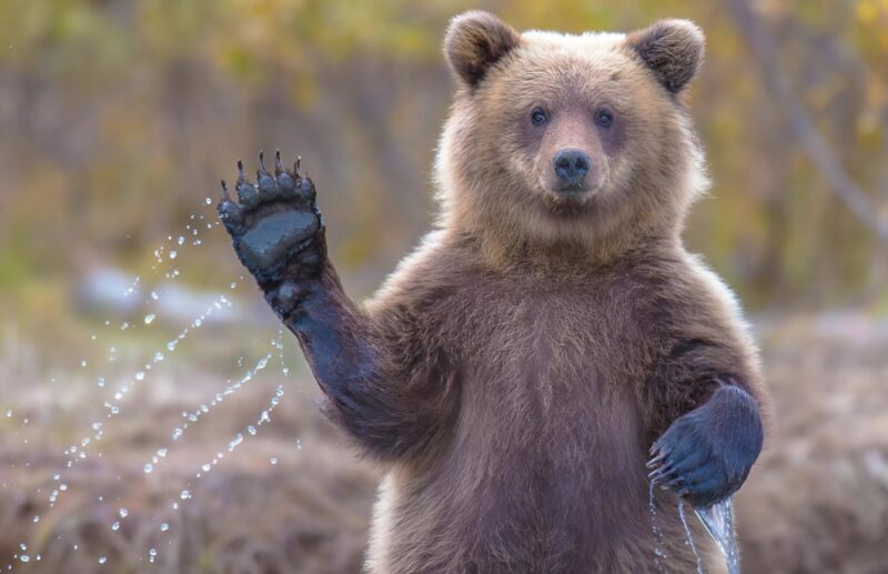 Мы ехали по трассе, когда на дорогу внезапно выскочил огромный медведь и начал медленно двигаться в сторону нашей машины:  В ужасе мы были уверены, что зверь собирается напасть, пока не произошло нечто неожиданное…