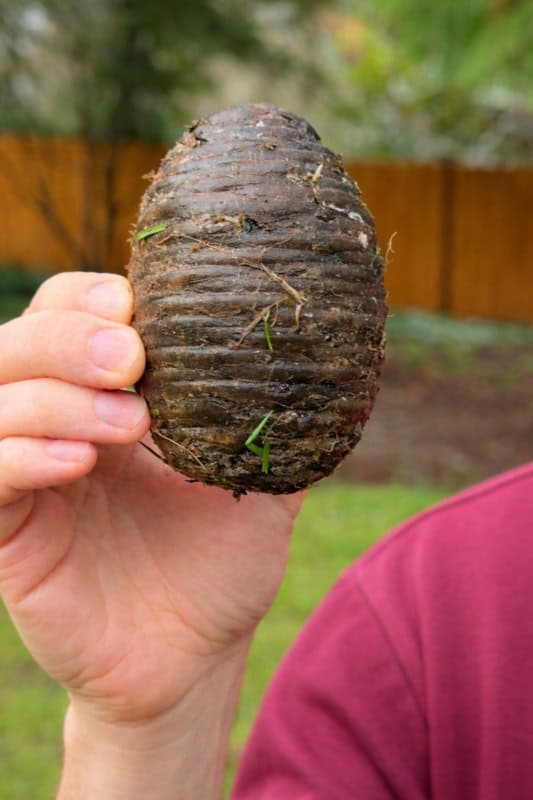 Я нашла эту странную штуку на заднем дворе совершенно случайно и была в шоке, когда узнала, что это такое