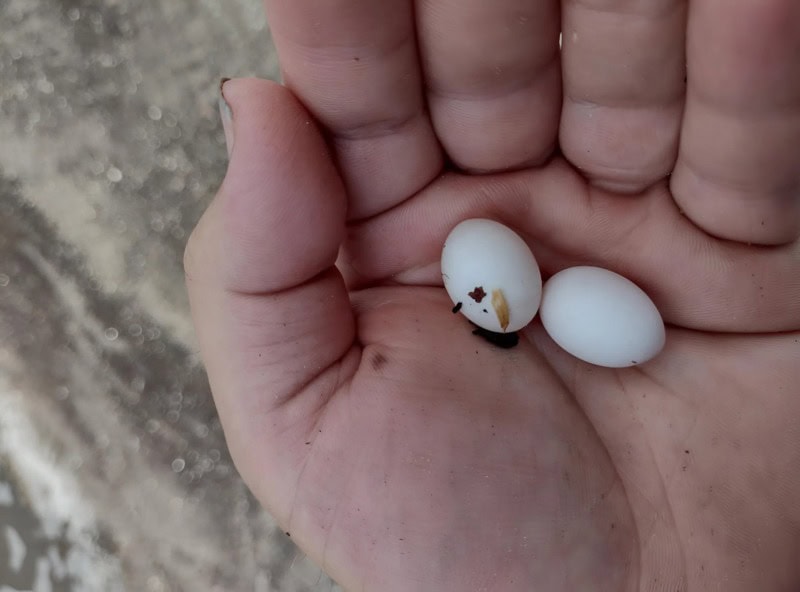 Я нашла странные белые шарики в рюкзаке своего 15-летнего сына: он говорит, что это всего лишь конфеты, но я ему не верю