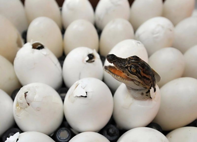 Я нашла странные белые шарики в рюкзаке своего 15-летнего сына: он говорит, что это всего лишь конфеты, но я ему не верю